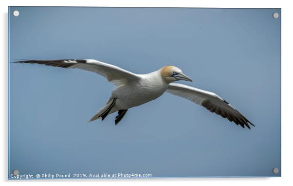 Gannet in Flight Acrylic by Philip Pound