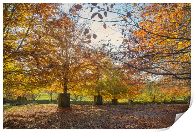 Autumn Colours Print by Andy Heap