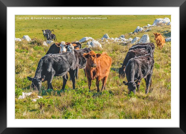 Cows at Countryside, Maldonado, Uruguay Framed Mounted Print by Daniel Ferreira-Leite