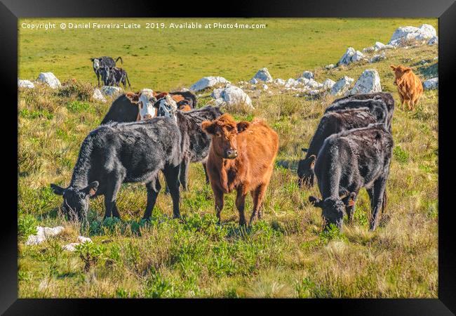 Cows at Countryside, Maldonado, Uruguay Framed Print by Daniel Ferreira-Leite
