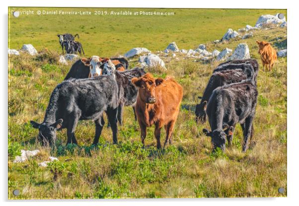 Cows at Countryside, Maldonado, Uruguay Acrylic by Daniel Ferreira-Leite