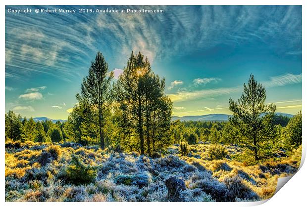 Winter sunshine on a frosty Abernethy forest Print by Robert Murray