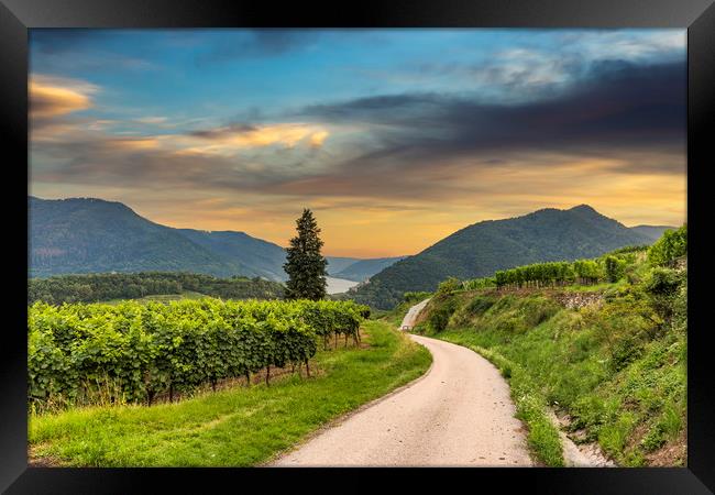 Road between vineyard in Wachau valley near Spitz  Framed Print by Sergey Fedoskin