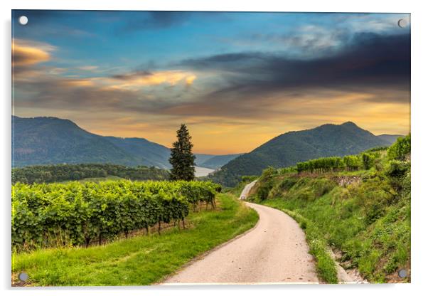 Road between vineyard in Wachau valley near Spitz  Acrylic by Sergey Fedoskin