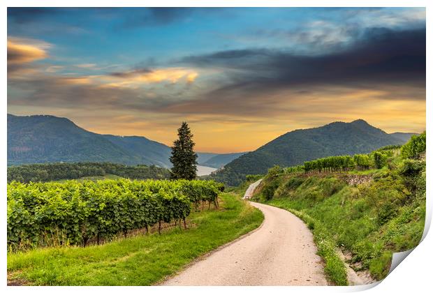 Road between vineyard in Wachau valley near Spitz  Print by Sergey Fedoskin