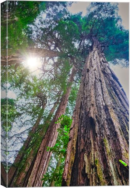 Redwoods Rising to Sky Canvas Print by Darryl Brooks