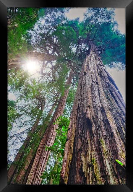 Redwoods Rising to Sky Framed Print by Darryl Brooks