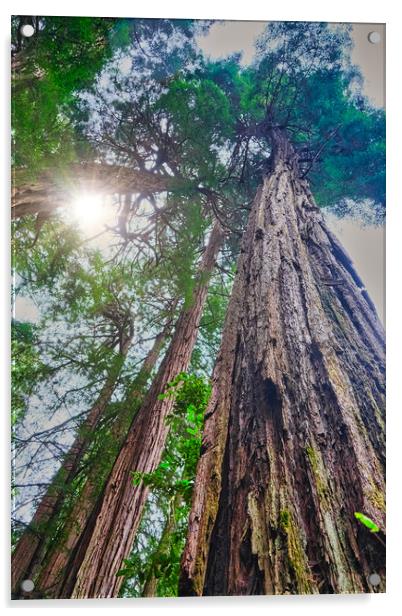 Redwoods Rising to Sky Acrylic by Darryl Brooks
