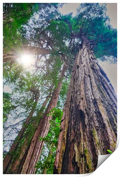 Redwoods Rising to Sky Print by Darryl Brooks