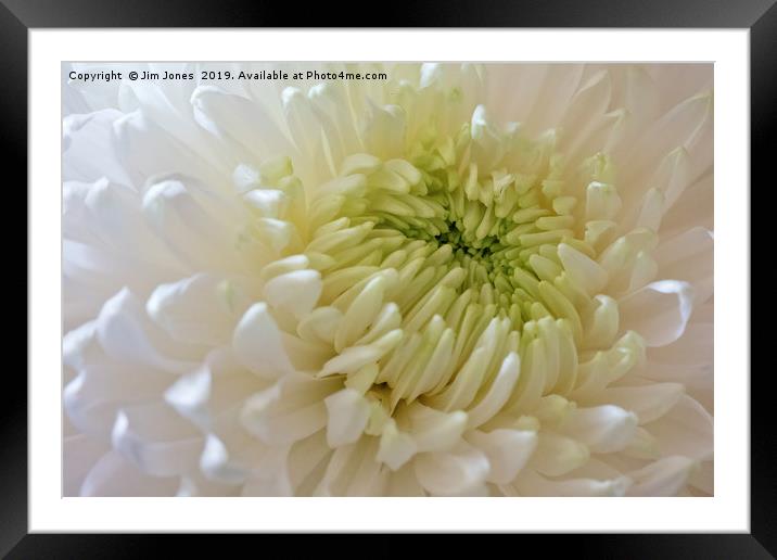 Full Frame Chrysanthemum Framed Mounted Print by Jim Jones