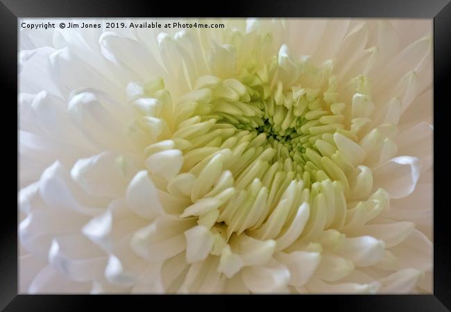 Full Frame Chrysanthemum Framed Print by Jim Jones