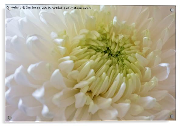 Full Frame Chrysanthemum Acrylic by Jim Jones