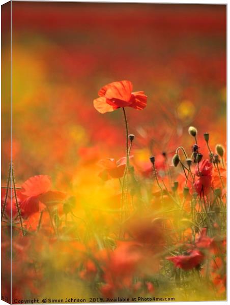 sunlit poppy Canvas Print by Simon Johnson