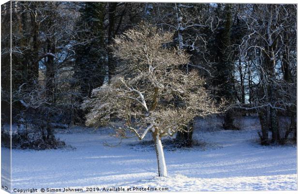 Sunlit frosted tree Canvas Print by Simon Johnson