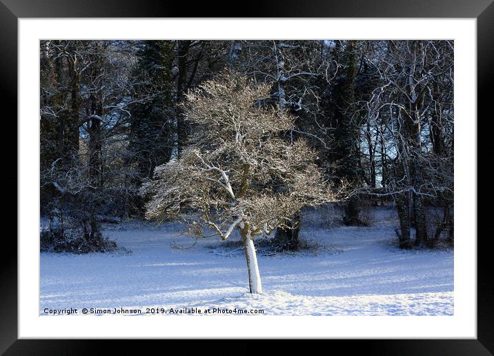 Sunlit frosted tree Framed Mounted Print by Simon Johnson