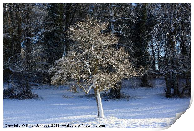 Sunlit frosted tree Print by Simon Johnson