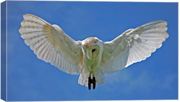 Barn Owl Canvas Print by Ray Lewis