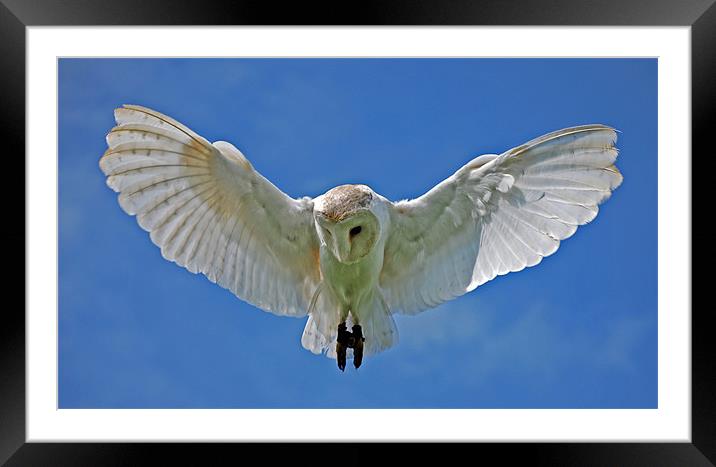 Barn Owl Framed Mounted Print by Ray Lewis