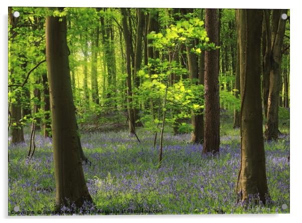 bluebell Woodland Acrylic by Simon Johnson