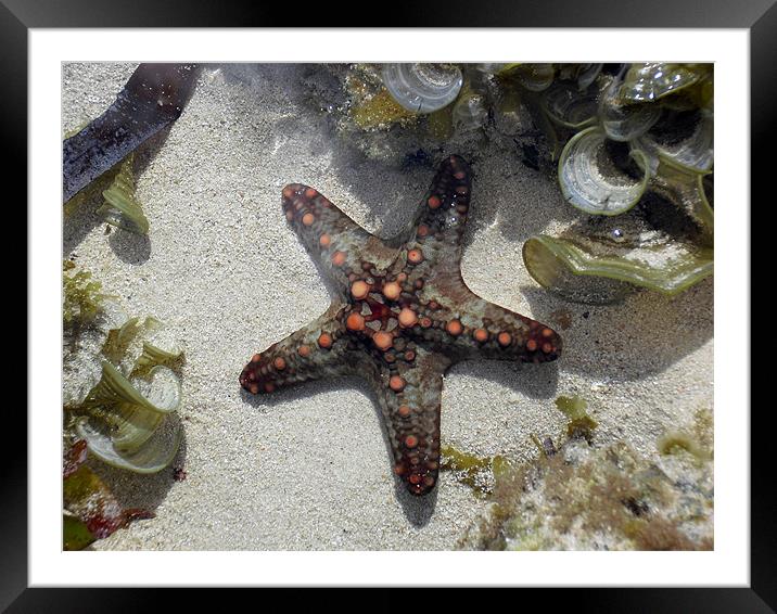 Starfish on the coral reef Framed Mounted Print by Chris Turner
