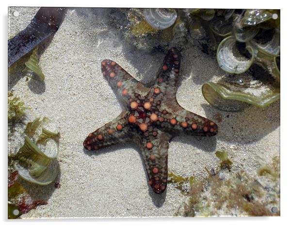 Starfish on the coral reef Acrylic by Chris Turner