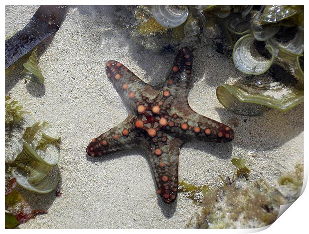 Starfish on the coral reef Print by Chris Turner