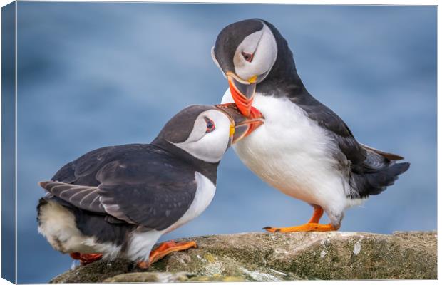 Puffin Love Canvas Print by Marcia Reay
