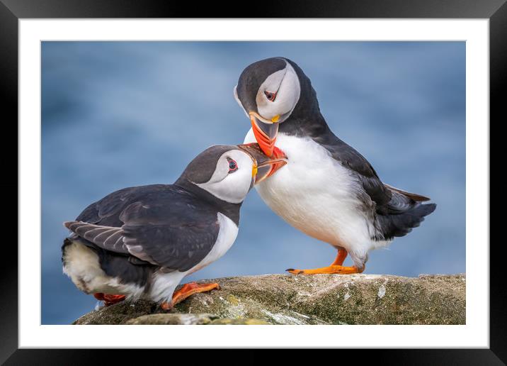 Puffin Love Framed Mounted Print by Marcia Reay