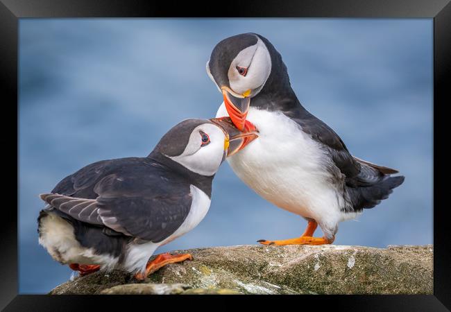 Puffin Love Framed Print by Marcia Reay