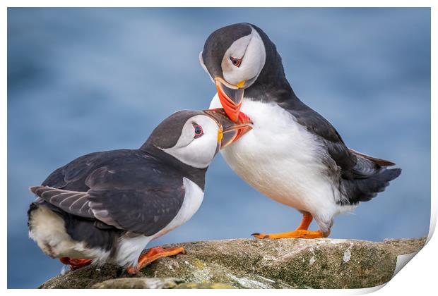 Puffin Love Print by Marcia Reay