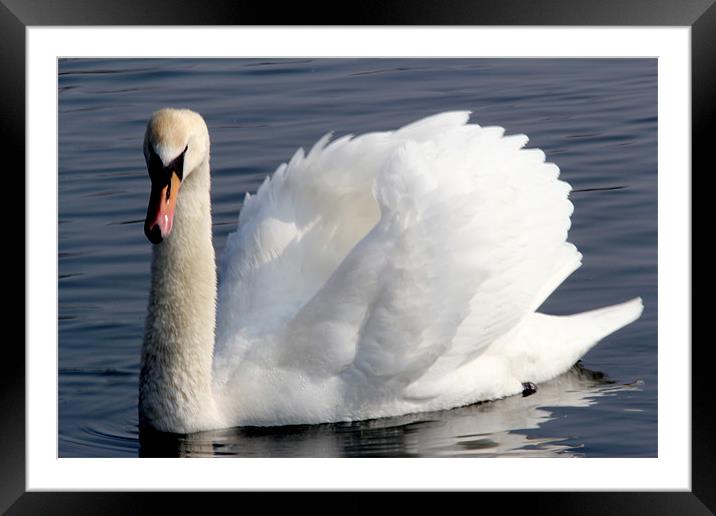 Swan displaying at Wellington Country Park Framed Mounted Print by Chris Turner