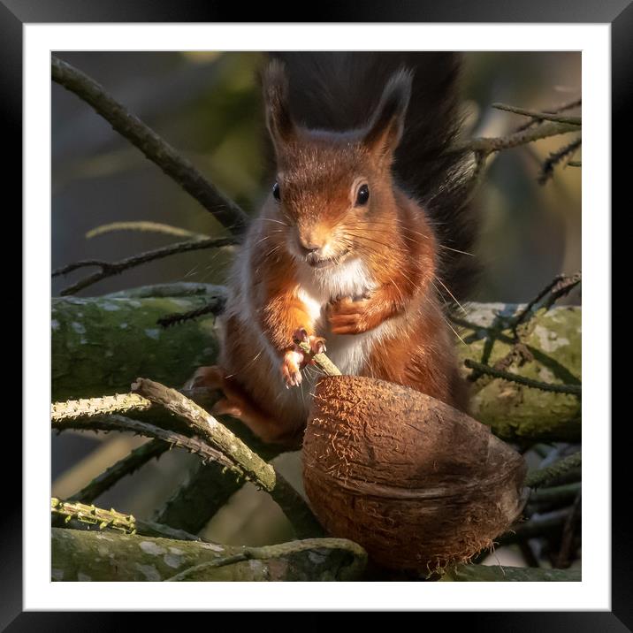 Red squirrel Framed Mounted Print by Marcia Reay