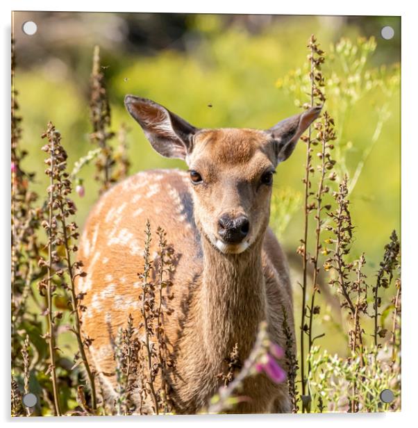 Peek a boo Acrylic by Marcia Reay