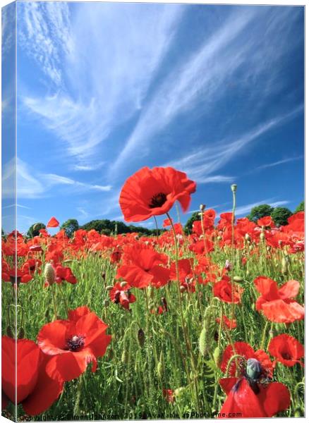  Proud poppy Cotswolds Canvas Print by Simon Johnson