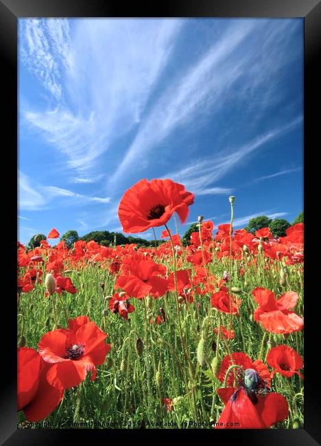  Proud poppy Cotswolds Framed Print by Simon Johnson