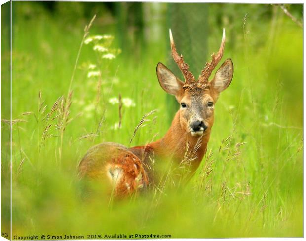 Startled deer Cotswolds Canvas Print by Simon Johnson