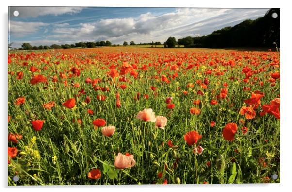  Cotswold Poppy field Acrylic by Simon Johnson