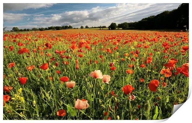  Cotswold Poppy field Print by Simon Johnson