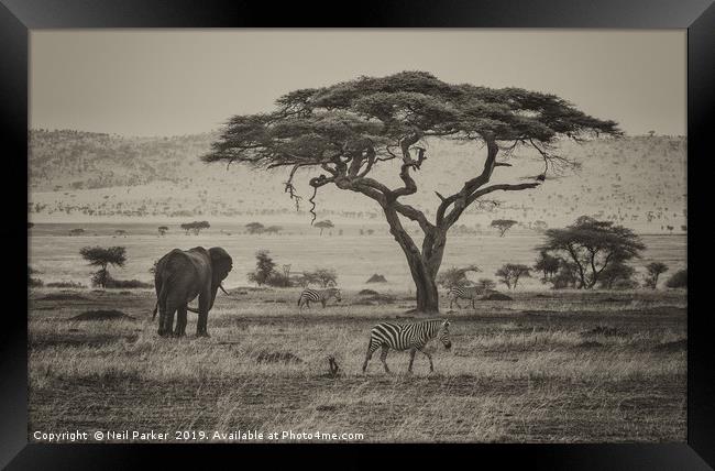 Out of Africa, Serengeti  Framed Print by Neil Parker