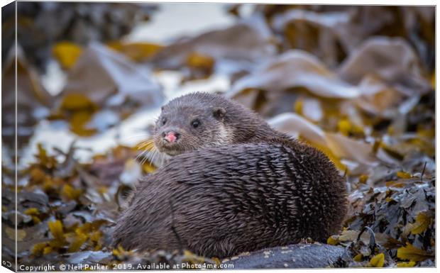 Pink nose, Wild Otter Isle of Bute Canvas Print by Neil Parker