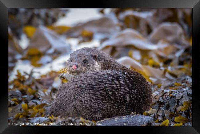 Pink nose, Wild Otter Isle of Bute Framed Print by Neil Parker
