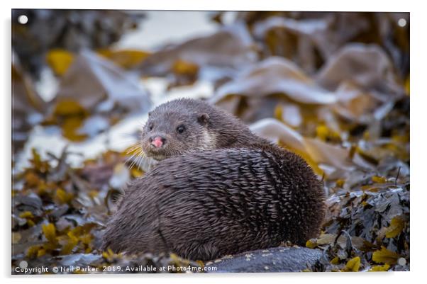 Pink nose, Wild Otter Isle of Bute Acrylic by Neil Parker