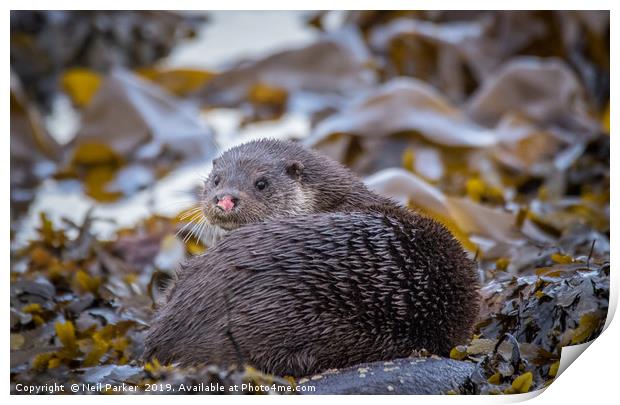 Pink nose, Wild Otter Isle of Bute Print by Neil Parker