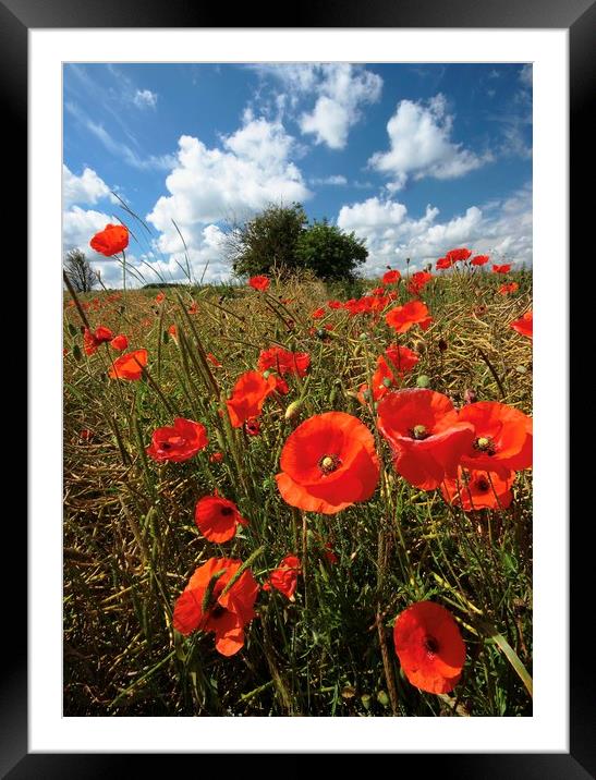 Gloucestershire Poppies Framed Mounted Print by Simon Johnson