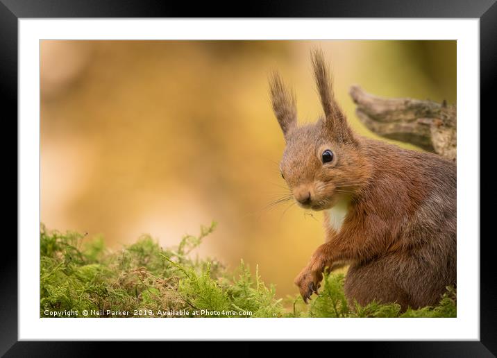 Red Squirrel Up close Framed Mounted Print by Neil Parker