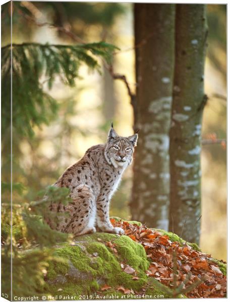 Eurasian Lynx Canvas Print by Neil Parker