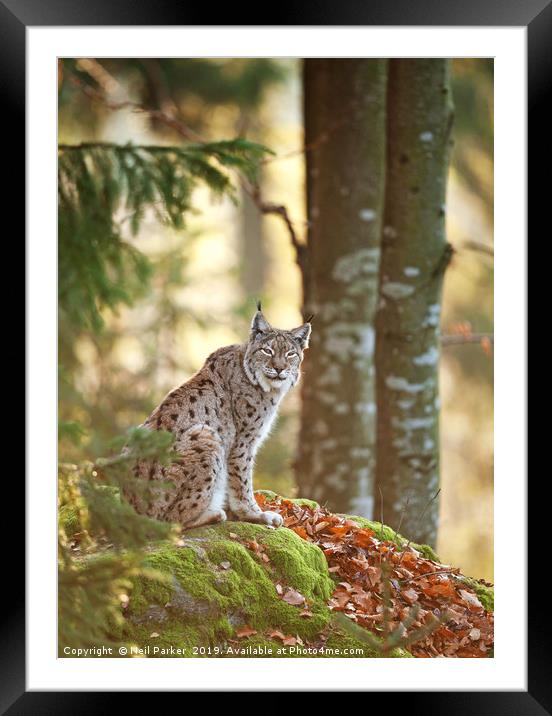 Eurasian Lynx Framed Mounted Print by Neil Parker