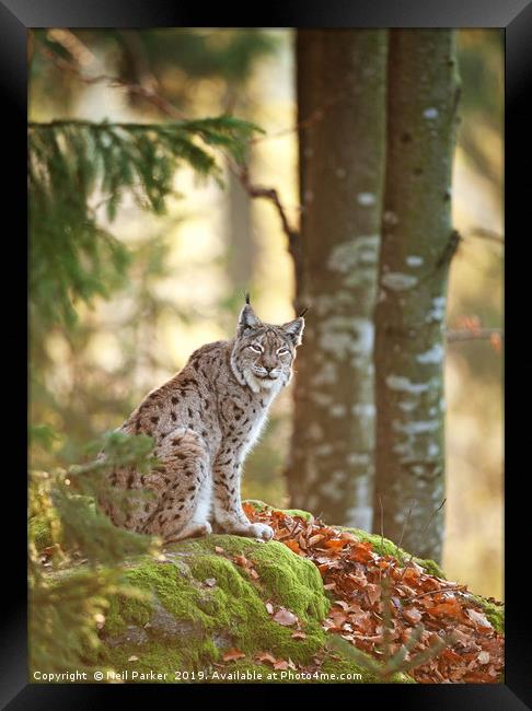 Eurasian Lynx Framed Print by Neil Parker