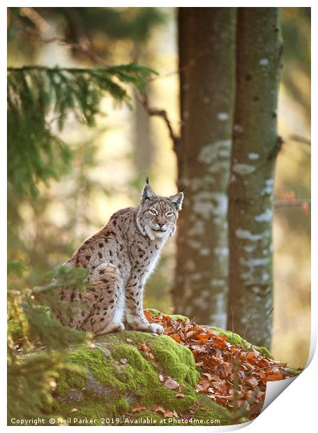 Eurasian Lynx Print by Neil Parker