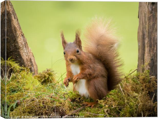 Bright eyed and Bushy tailed Canvas Print by Neil Parker